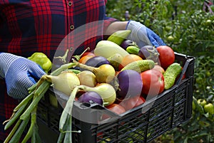 Black basket with tomatoes, cucumbers, eggplant, onions and other vegetables in hands on the background of the garden