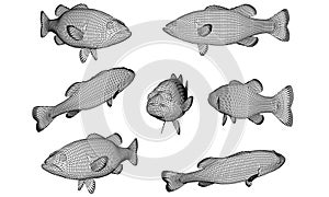 Black bass fish polygonal lines illustration.