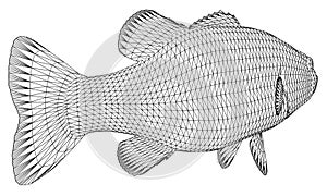 Black bass fish polygonal lines illustration.