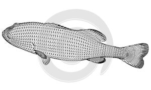 Black bass fish polygonal lines illustration.