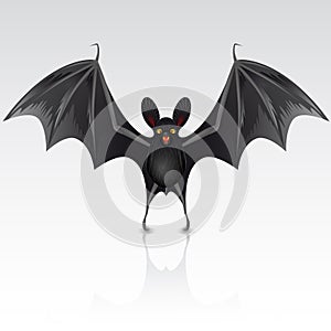 Black bat