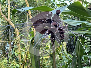 Black bat flower Tacca chantrieri, Die Fledermausblume, Teufelsblume, Fledermauspflanze or DÃ¤monenblÃ¼te Daemonenbluete