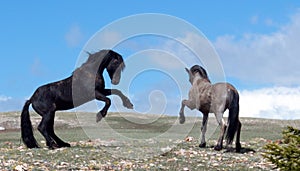 Black and Bay Roan Stallions fighting on the mountaintop in the Rocky Mountains of Wyoming United States