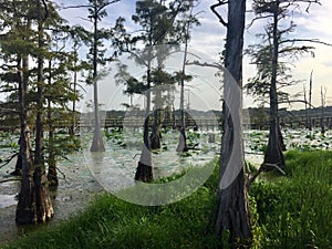 Black Bayou in Monroe, Louisiana