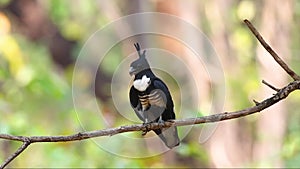 Black baza bird Aviceda leuphotes on a tree branch on nature background. Animals