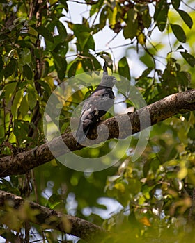 Black baza perched on a branch