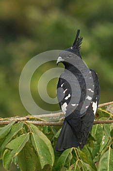 Black Baza perching on tree branch