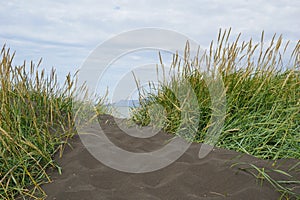 Black Beach in Iceland with Grass