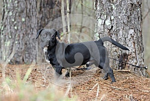 Black Beagle Dachshund mixed breed dog mutt