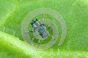 The black bean aphid Aphis fabae. Other common names include blackfly, bean aphid and beet le