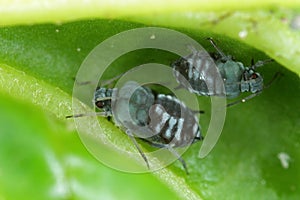 The black bean aphid Aphis fabae. Other common names include blackfly, bean aphid and beet le