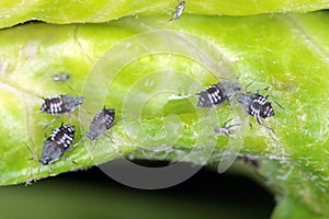 The black bean aphid Aphis fabae. Other common names include blackfly, bean aphid and beet le