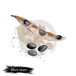 Black beans isolated on white background. Digital art illustration of adzuki bean Vigna angularis azuki or aduki, or red mung bean