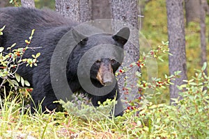 Black Bear 1