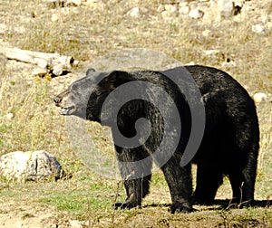 Black Bear