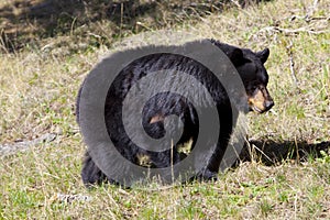 Black bear