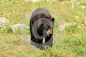 Black bear