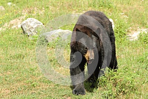 Black Bear