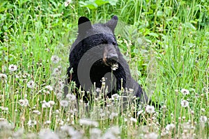 Black Bear