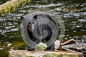 Black Bear