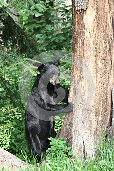 Black Bear