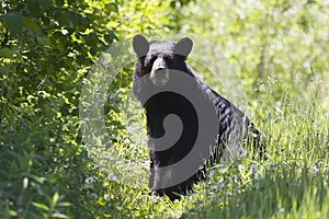 Black Bear