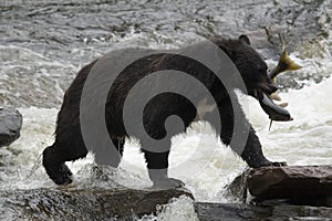 Black bear, Alaska