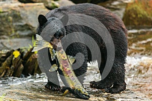 Black bear, Alaska