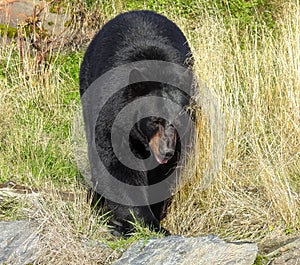 Black bear in The Alaska Wildlife Conservation Center AWCC