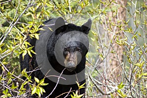 Black bear amongst bushes