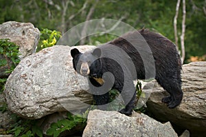 Negro un oso el externo animales y plantas 