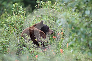 Black bear , Banff National Park, Alberta, Canada