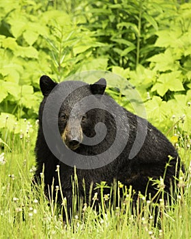 Black bear black bear what do I see
