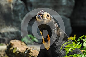 Black bear with brown-orange spot on chest calling