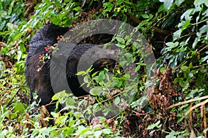 Black Bear Cades Cove GSMNP