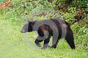 Black Bear in Cades Cove GSMNP