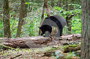 Black Bear Cades Cove GSMNP