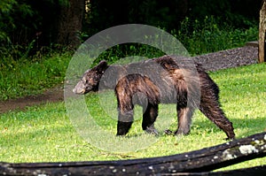 Black Bear in Cades Cove GSMNP photo