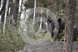 Black bear Canadian Rocky Mountains