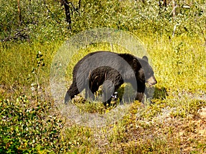 Black Bear, Canadian Rocky Mountains