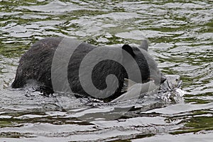 Black Bear Catching Salmon