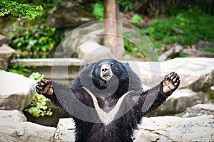 Black bear with chest The V shape is white wool - Asiatic black bear standing and relax in the summer