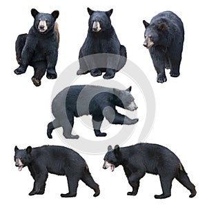 Black bear collection on white background