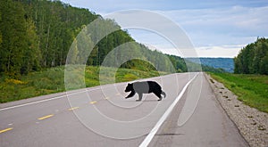 Black Bear Crossing the ALCAN Highway