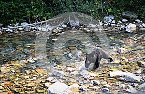Black Bear Crossing a River
