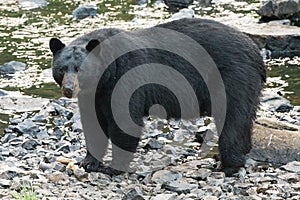 Black Bear while crossing the river