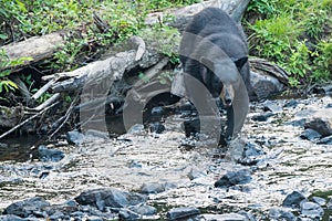 Black Bear while crossing the river