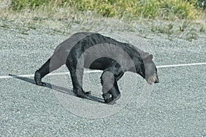 A black bear crossing the road