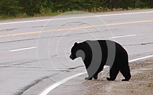 Black bear crossing road, Canadian Rocky Mountains, Canada