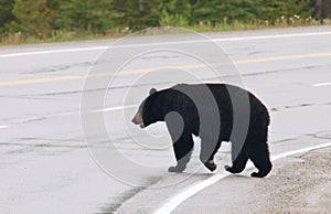 Black bear crossing road, Canadian Rocky Mountains, Canada